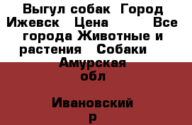 Выгул собак. Город Ижевск › Цена ­ 150 - Все города Животные и растения » Собаки   . Амурская обл.,Ивановский р-н